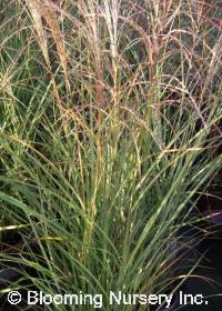 Miscanthus sinensis 'Gold & Silver'